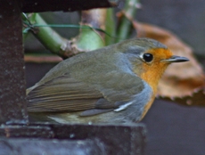 E-Rotkehlchen-Futterhaus-26.jpg